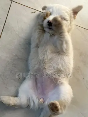 Kinda wa Kike wa Mchanganyiko wa Maltese (Miezi 1-3)