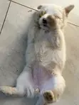 Kinda wa Kike wa Mchanganyiko wa Maltese (Miezi 1-3) - 1