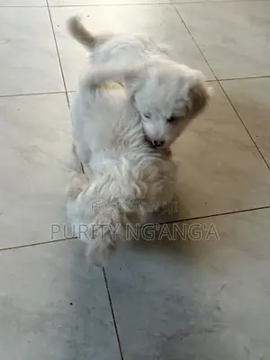 Female Mixed Breed Maltese Puppy (1-3 Months)
