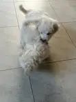 Kinda wa Kike wa Mchanganyiko wa Maltese (Miezi 1-3) - 2
