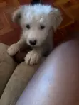 Kinda wa Kike wa Mchanganyiko wa Maltese (Miezi 1-3) - 3