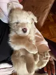 Kinda wa Kike wa Mchanganyiko wa Maltese (Miezi 1-3) - 4