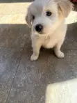 Kinda wa Kike wa Mchanganyiko wa Maltese (Miezi 1-3) - 5