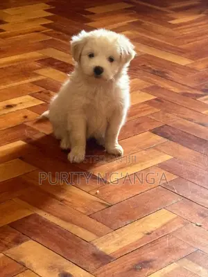 Mbwa Mdogo Kike Mchanganyiko wa Maltese (Miezi 1-3)