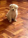 1-3 Month Female Mixed Breed Maltese Puppy - 1