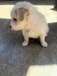 1-3 Month Female Mixed Breed Maltese Puppy - 2
