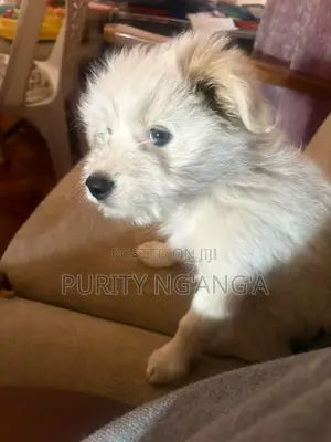 1-3 Month Female Mixed Breed Maltese Puppy
