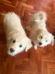 1-3 Month Female Mixed Breed Maltese Puppy - 4