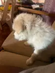 1-3 Month Female Mixed Breed Maltese Puppy - 5