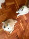 Mbwa Kiume Mchanganyiko wa Maltese-Chihuahua, Miezi 1-3 - 1