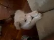 Mbwa Kiume Mchanganyiko wa Maltese-Chihuahua, Miezi 1-3 - 2