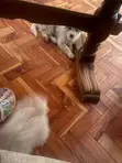 Mbwa Kiume Mchanganyiko wa Maltese-Chihuahua, Miezi 1-3 - 3