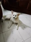 Purebred Chihuahua - 6-12 Months Female - 1