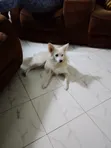 Purebred Chihuahua - 6-12 Months Female - 3