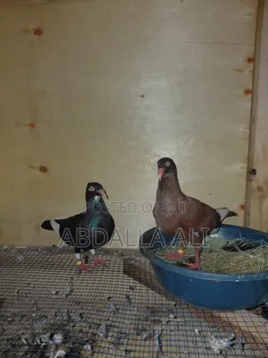Njiwa wa Danish Tumbler (Jozi Iliyo Komaa)