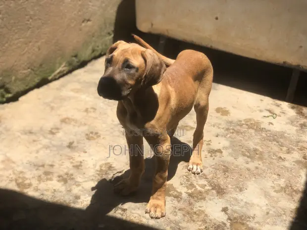 Female Purebred Great Dane, 3-6 Months Old - 1