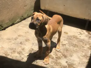 Female Purebred Great Dane, 3-6 Months Old