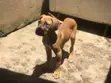 Female Purebred Great Dane, 3-6 Months Old - 1