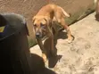 Female Purebred Great Dane, 3-6 Months Old - 2