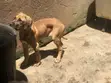Female Purebred Great Dane, 3-6 Months Old - 3
