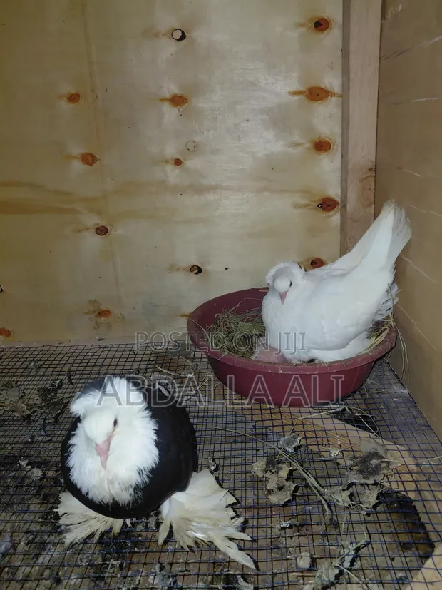 Hungarian Pigeons - Mature Pair with Baby - 1