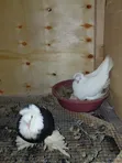 Hungarian Pigeons - Mature Pair with Baby - 1