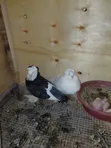 Hungarian Pigeons - Mature Pair with Baby - 2