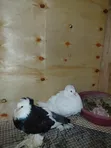 Hungarian Pigeons - Mature Pair with Baby - 3