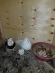 Hungarian Pigeons - Mature Pair with Baby - 4