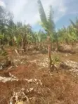 Meru Nkubu 1 Acre Farmland for Sale - 2