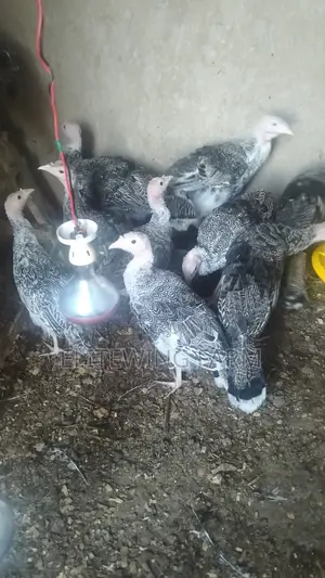 Kuku Bawa (Turkeys) wa Miezi 3-4 Wanauzwa