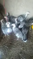 Kuku Bawa (Turkeys) wa Miezi 3-4 Wanauzwa - 1