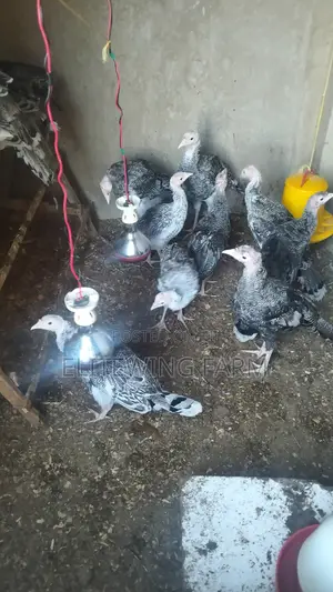 Kuku Bawa (Turkeys) wa Miezi 3-4 Wanauzwa