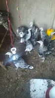 Kuku Bawa (Turkeys) wa Miezi 3-4 Wanauzwa - 2