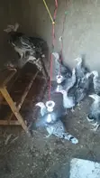 Kuku Bawa (Turkeys) wa Miezi 3-4 Wanauzwa - 3