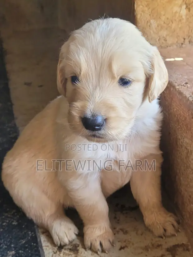 Male Purebred Golden Retriever Puppy, 1-3 Months - 1
