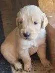Male Purebred Golden Retriever Puppy, 1-3 Months - 1