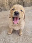 Male Purebred Golden Retriever Puppy, 1-3 Months - 2