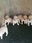 Male Purebred Golden Retriever Puppy, 1-3 Months - 3