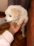Mbwa Mdogo Kike Mchanganyiko wa Maltese (Miezi 1-3) - 1