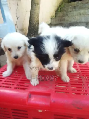 Male Japanese Spitz Puppy (0-1 Month)