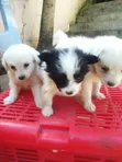 Male Japanese Spitz Puppy (0-1 Month) - 1