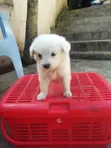 Male Japanese Spitz Puppy (0-1 Month) - 2