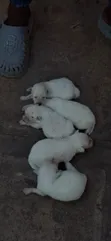 Male Japanese Spitz Puppy (0-1 Month) - 3