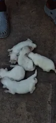 Male Japanese Spitz Puppy (0-1 Month) - 4
