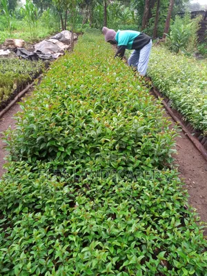 Japonica Fencing Plants - Fast Growing, Drought Resistant