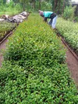 Japonica Fencing Plants - Fast Growing, Drought Resistant - 1