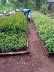 Japonica Fencing Plants - Fast Growing, Drought Resistant - 2