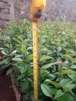 Japonica Fencing Plants - Fast Growing, Drought Resistant - 3