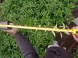 Japonica Fencing Plants - Fast Growing, Drought Resistant - 4